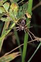 Philodromus_emarginatus_P0577_Z_85_-_Frankrijk