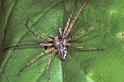 Philodromus_emarginatus_P0578_Z_78_Guilermie_Frankrijk