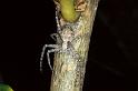 Philodromus_emarginatus_P0582_Z_90_-_Frankrijk