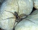 Philodromus_emarginatus_P0962_Z_88_-_Frankrijk