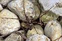 Philodromus_emarginatus_P0963_Z_85_-_Frankrijk