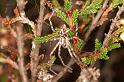 Philodromus_histrio_D5877_Z_88_Badhoevedorp_Nederland