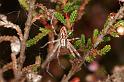 Philodromus_histrio_D5879_Z_90_Badhoevedorp_Nederland