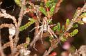 Philodromus_histrio_D5880_Z_89_Badhoevedorp_Nederland