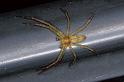 Philodromus_rufus_P0588_Z_90_-_Frankrijk