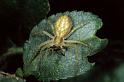 Philodromus_rufus_P0596_Z_75_Guilermie_Frankrijk