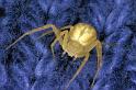 Philodromus_rufus_P0599_Z_82_Soube_Frankrijk