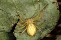 Philodromus_rufus_P0600_Z_90_Soube_Frankrijk