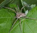 Thanatus_arenarius_D2827_D_88_Badhoevedorp_Nederland