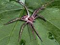 Thanatus_arenarius_D2828_D_85_Badhoevedorp_Nederland