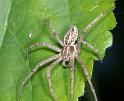 Thanatus_arenarius_D2830_Z_85_Badhoevedorp_Nederland