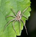 Thanatus_arenarius_D2831_Z_85_Badhoevedorp_Nederland