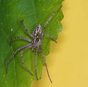 Thanatus_arenarius_D2832_Z_85_Badhoevedorp_Nederland