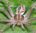 Thanatus_arenarius_D2833_Z_87_Badhoevedorp_Nederland