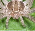 Thanatus_arenarius_D2835_Z_89_Badhoevedorp_Nederland