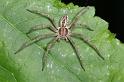Thanatus_arenarius_D2836_Z_91_Badhoevedorp_Nederland