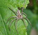 Thanatus_arenarius_D2837_Z_90_Badhoevedorp_Nederland