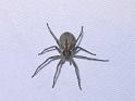 Thanatus_formicinus_F1685_Z_75_-_Frankrijk