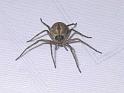 Thanatus_formicinus_F1686_Z_75_-_Frankrijk