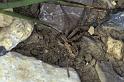 Thanatus_formicinus_P0787_O_90_-_Frankrijk