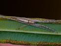 Tibellus_ZZ501_D6509_Z_89_Brisbane_Australie
