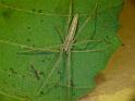 Tibellus_tenellus_D6900_Z_89_Brisbane_Australie