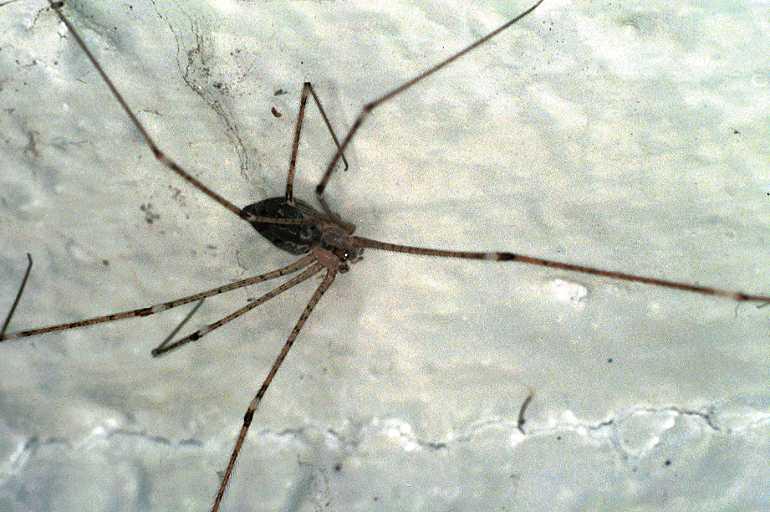 Crossopriza_lyoni_F0609_Z_75_Emerald-Clermont_Australie.jpg