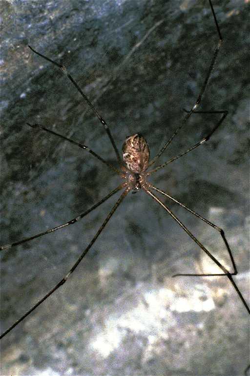 Crossopriza_lyoni_F0689_Z_75_Giru_Australie.jpg