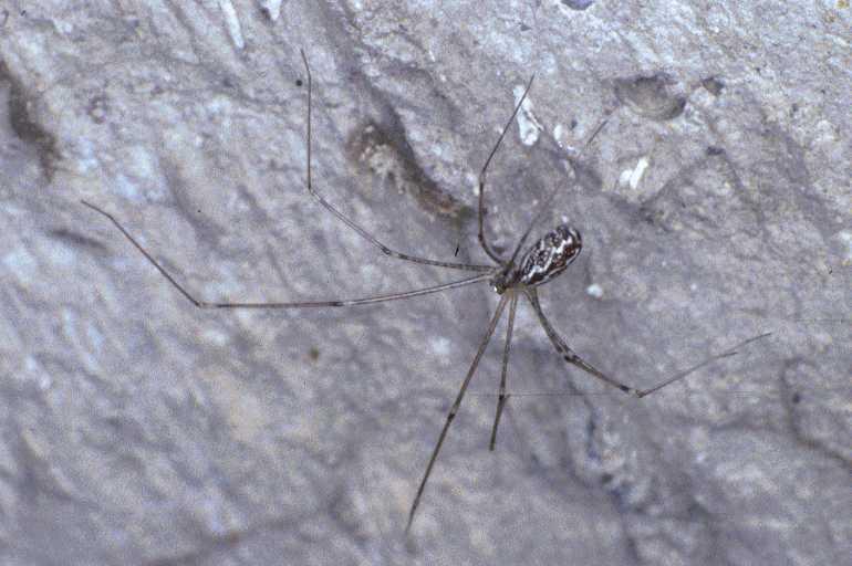 Holocnemus_pluchei_P0882_Z_90_-_Frankrijk.jpg