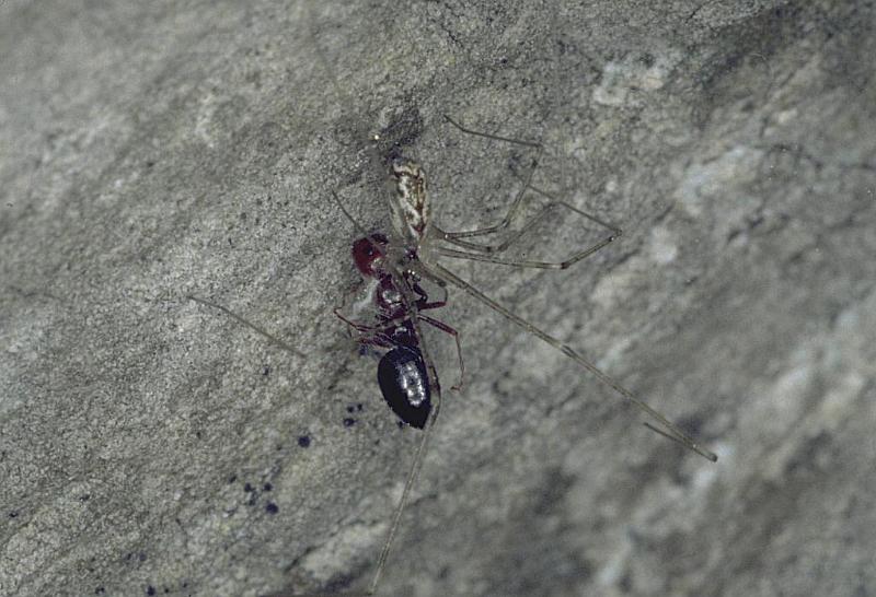 Holocnemus_pluchei_P0883_Z_90_Soube_Frankrijk.jpg