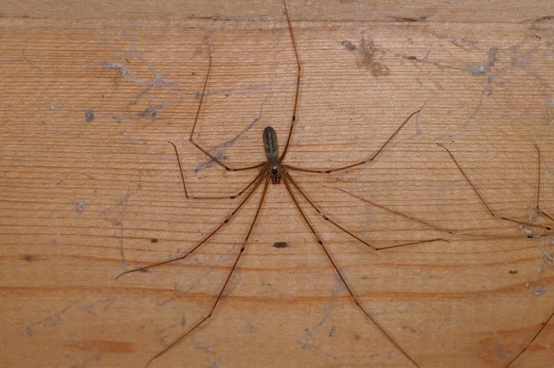 Pholcus_phalangioides_D4328_Z_88_Veenendaal_Nederland.jpg