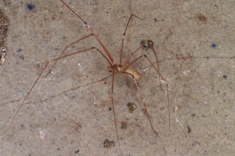 Pholcus_phalangioides_D4534_Z_89_Badhoevedorp_Nederland.jpg