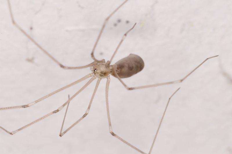 Pholcus_phalangioides_D5734_Z_88_Ooij_Nederland.jpg