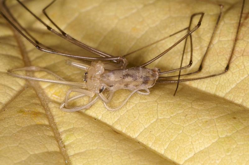 Pholcus_phalangioides_D5932_Z_88_Royan_Frankrijk.jpg