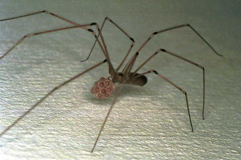 Pholcus_phalangioides_F0261_Z_80_Badhoevedorp_Nederland.jpg