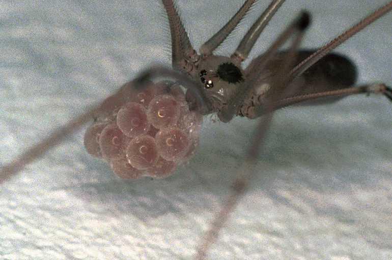Pholcus_phalangioides_F0262_Z_80_Badhoevedorp_Nederland.jpg