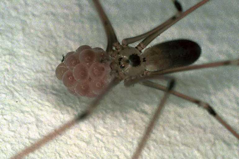 Pholcus_phalangioides_F0263_Z_87_Badhoevedorp_Nederland.jpg