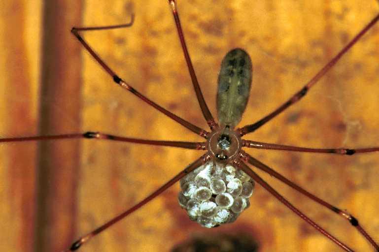 Pholcus_phalangioides_F1459_Z_87_Veenendaal_Nederland.jpg