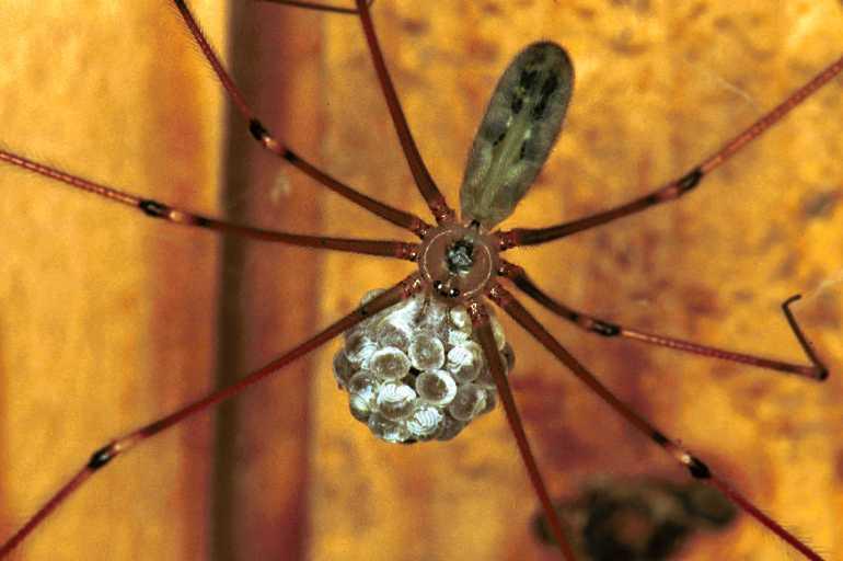Pholcus_phalangioides_F1460_Z_89_Veenendaal_Nederland.jpg