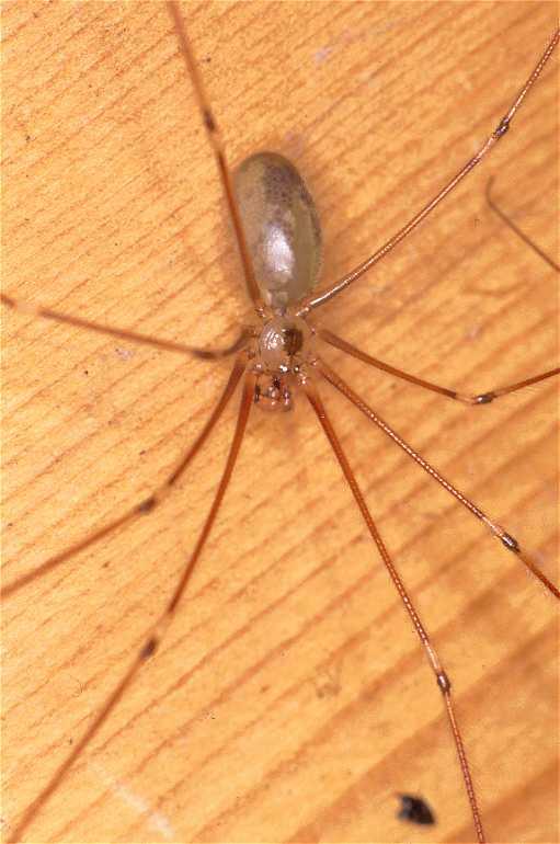 Pholcus_phalangioides_P0134_Z_87_Veenendaal_Nederland.jpg