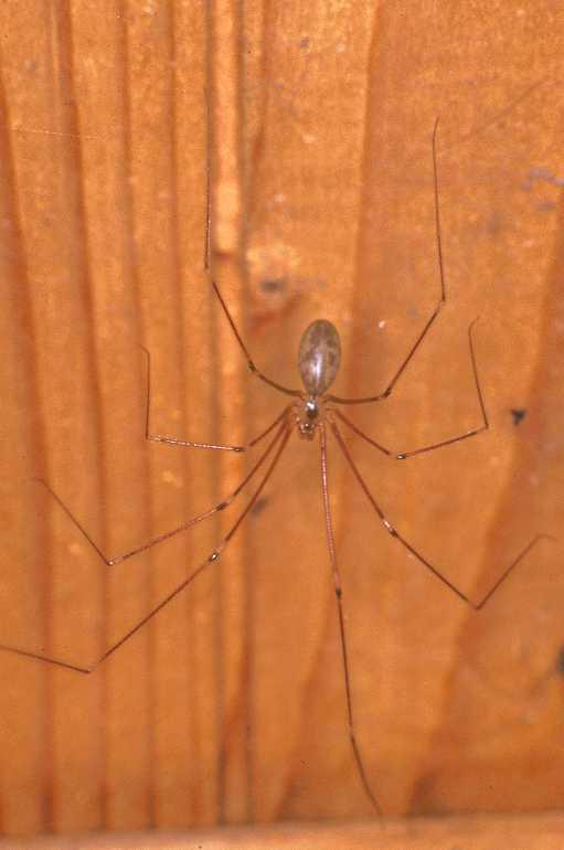 Pholcus_phalangioides_P0135_Z_80_Veenendaal_Nederland.jpg