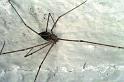 Crossopriza_lyoni_F0609_Z_75_Emerald-Clermont_Australie