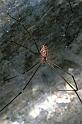 Crossopriza_lyoni_F0689_Z_75_Giru_Australie