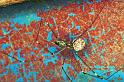 Crossopriza_lyoni_F0863_Z_82_Giru_Australie