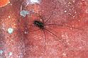 Holocnemus_pluchei_F1543_Z_88_Kalamata_Griekenland