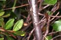 Holocnemus_pluchei_F1547_Z_80_Kalamata_Griekenland