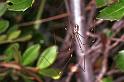 Holocnemus_pluchei_F1548_Z_81_Kalamata_Griekenland