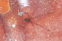 Pholcus_ZZ350_F1544_Z_75_Kalamata_Griekenland