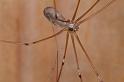 Pholcus_phalangioides_D2929_Z_88_Veenendaal_Nederland