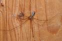 Pholcus_phalangioides_D2930_Z_89_Veenendaal_Nederland